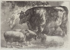 The Smithfield Club Cattle Show, Nagroda Bydła i Owiec w Sali Rolniczej, Islington